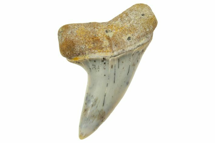 Fossil Shark Tooth (Carcharodon planus) - Bakersfield, CA #364036